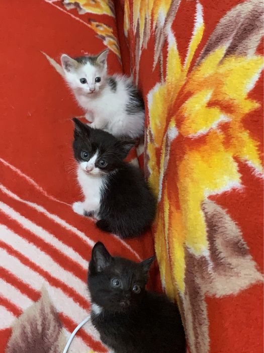 котята 1,7 месяца