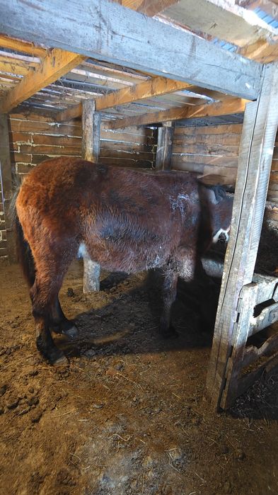 Продам  Жеребца 2 года