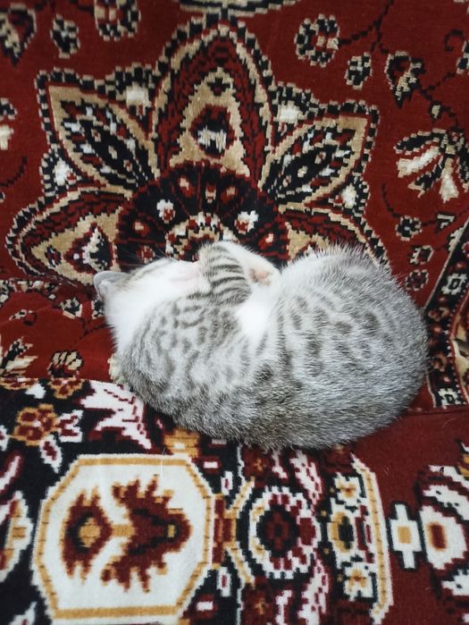 Отдам котёнка, мальчик.