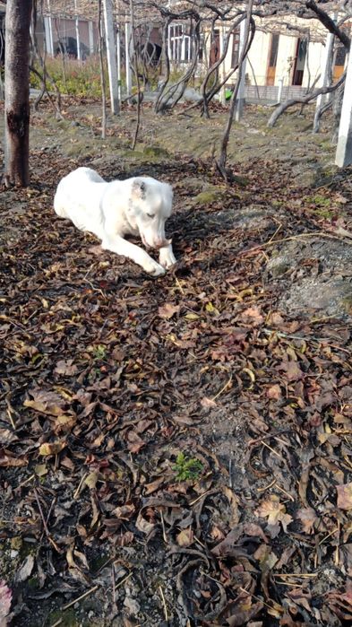 Сабака сотилади 8.5ойли киз кучи