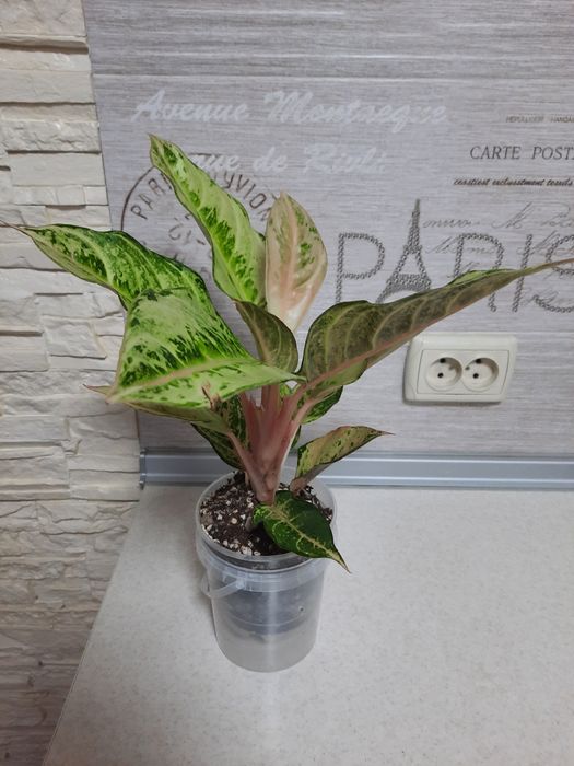 Аглаонема "Лаки"