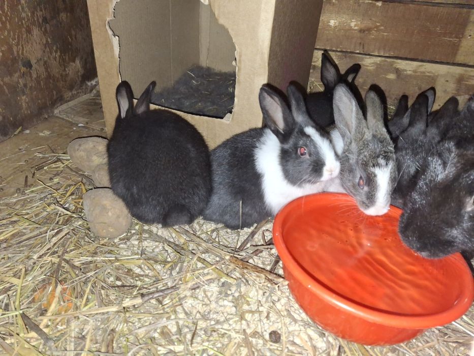 Продаются крольчата