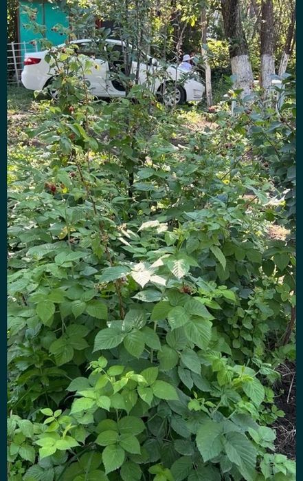 Срочно продам дачу в Текели