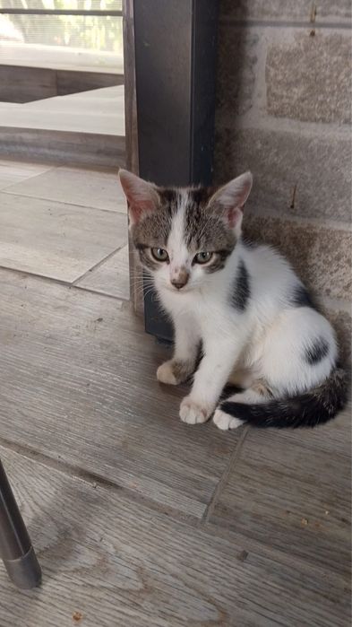 Pisicuta petntru adoptie