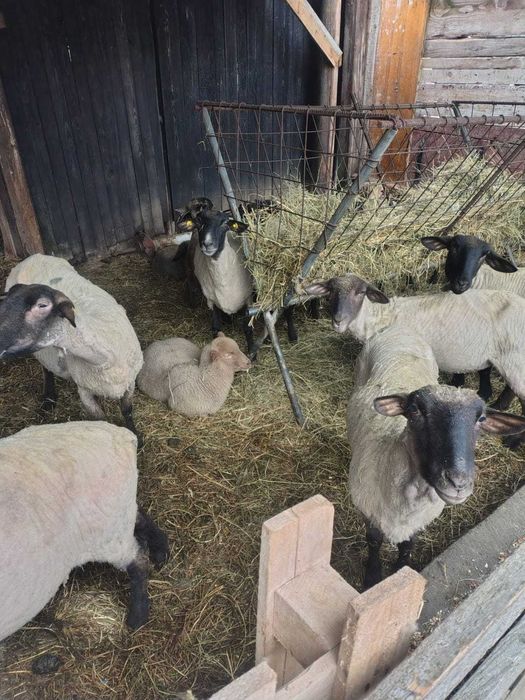 Oi de rasa tinere cu berceci