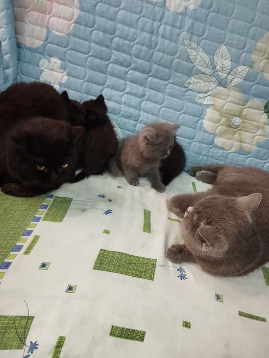 Shadland zotli ( Scottish Fold ) mushuk bolalari 2 oylik