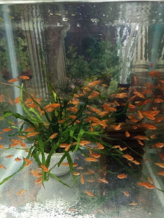 Рыбы аквариумные