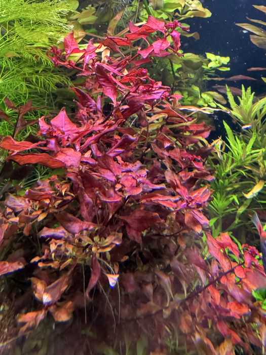 Pachete de plante disponibile