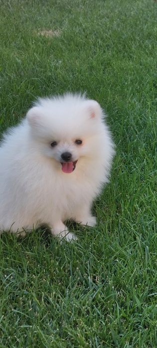 Mascul pomeranian