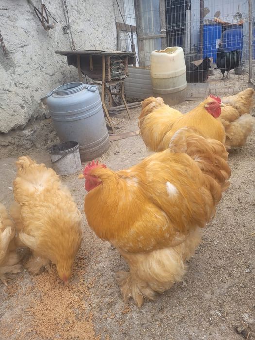 Oua de încubat Cochinchjna uriaș, galben și bobat.