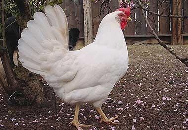 Куры несушки  Леггорн