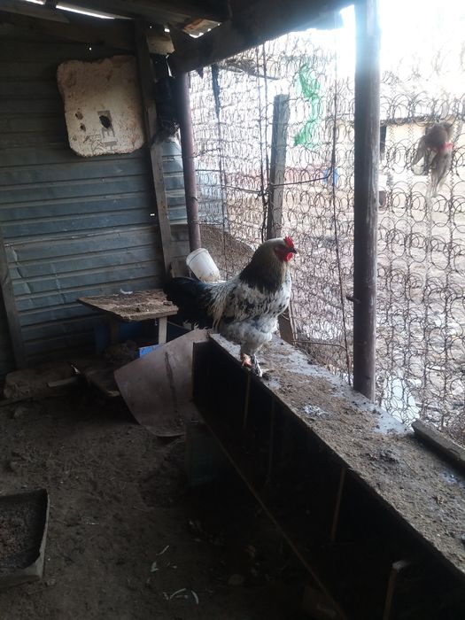 продаётся молодые петухи