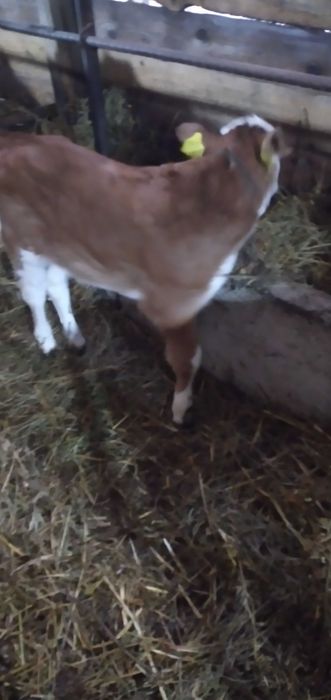 3 taurasi si o vitica angus se dau si la bucata