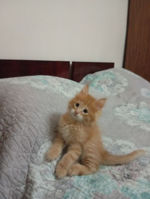 Продаются котята