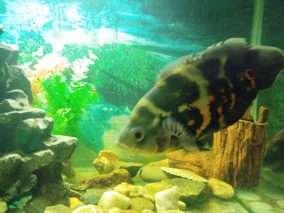 Аквариум 250 литров