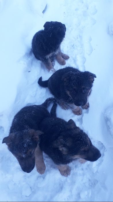 Продам щенят девочек немецкой овчарки