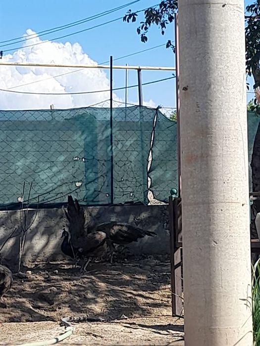 Павлин 3 еркек 1 ұрғаш