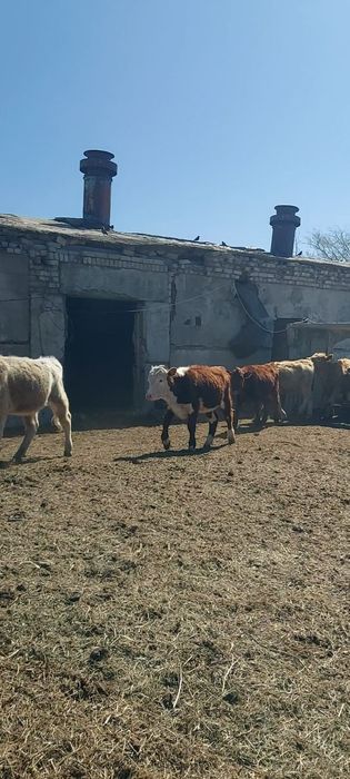 Ургашы баспактар сатылады