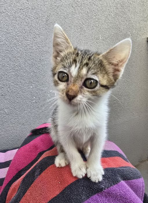 Подарявам женско коте