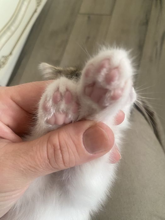 Котенок красивая игривая девочка
