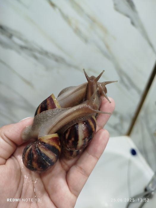 Продам улиток ахатины