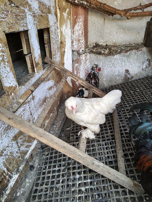 Яйца от струмски бантам и петли