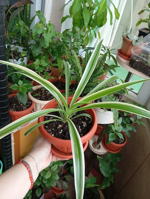 Продам цветы комнатные