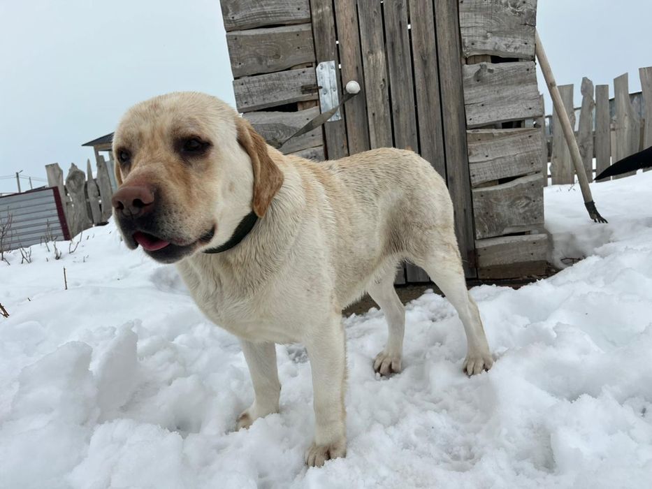 Лабрадор сатылады