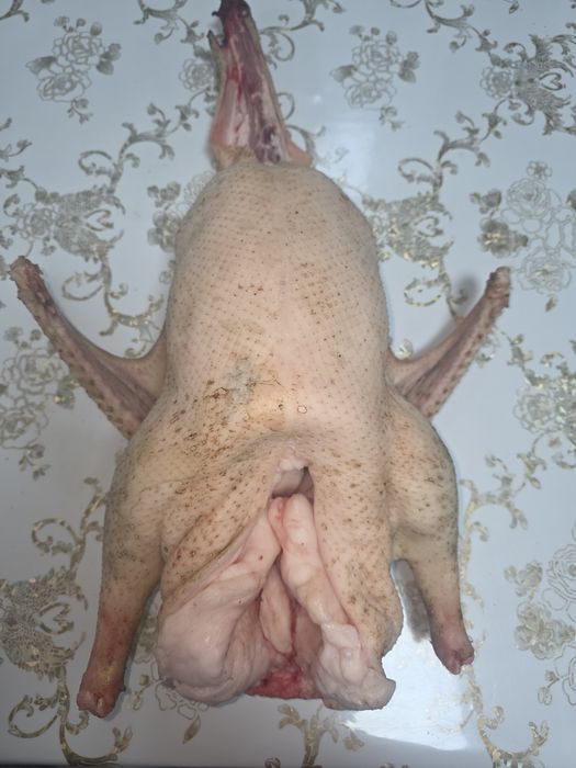 Продам домашних гусей