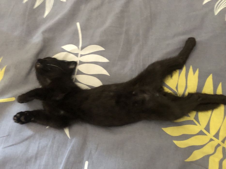 Отдаю кота в добрые руки