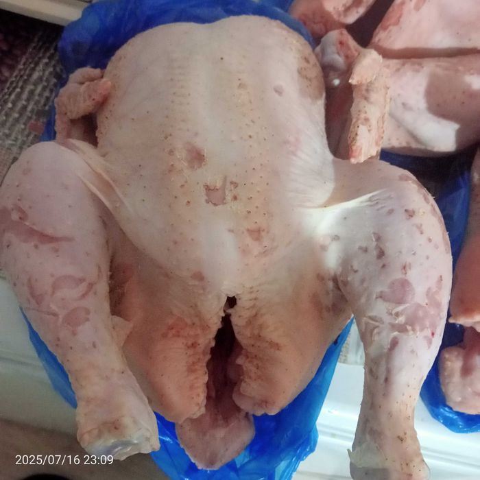 Продам бролеры домашние