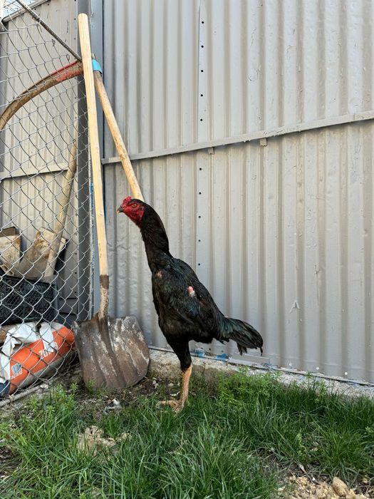 Дакан элитных кровей