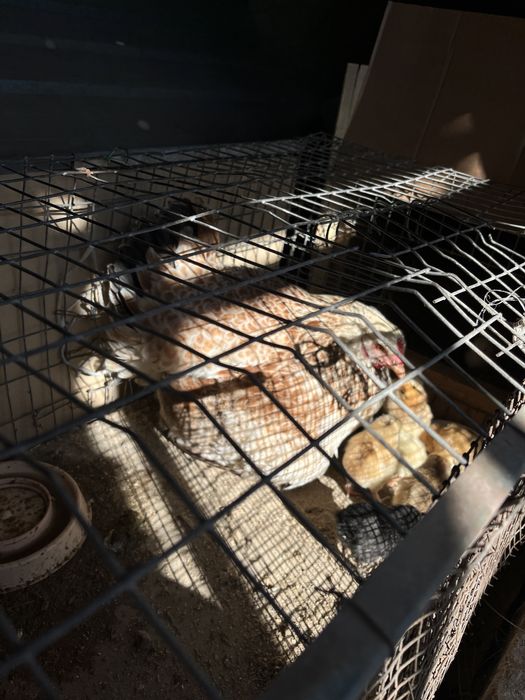 Продам курицу  с цыплятами