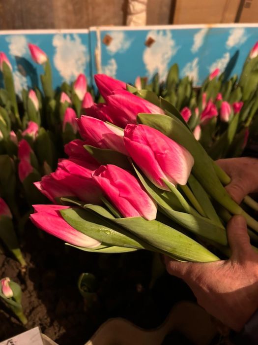 Тюльпаны оптом и в розницу!!!
