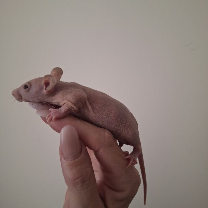 Малышь сфинкс мальчик крыс