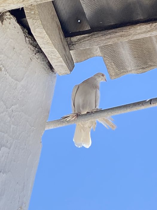 Птицы одна пара  продается