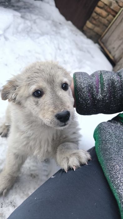Пристраивается щенок девочка