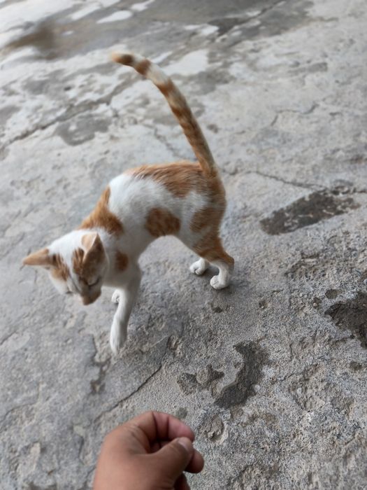 Ismim Jasurbek murojat uchun tilifon numir qildirdim