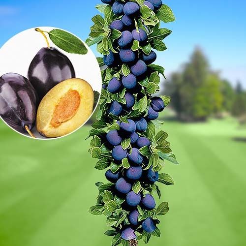 Pomi fructiferi columnari