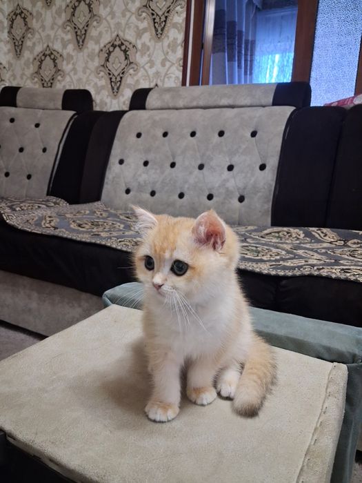 Золотая шиншилла НЙ 12