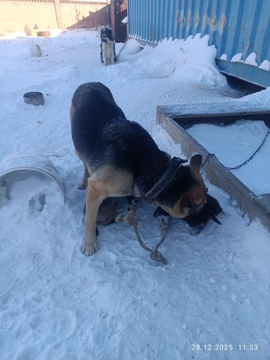 Отдам щенков месячные