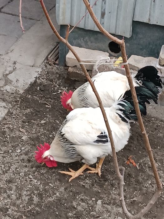 Адлер хурозлари 6 ойлик