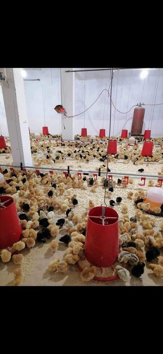 Puii rasa mixta kabir si porumbaci si albi de carne