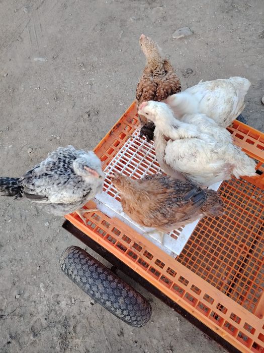 Pui alb de carne și rasa mixta