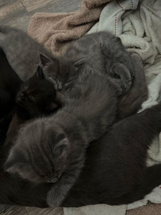 Смесь БританШотландские котята))