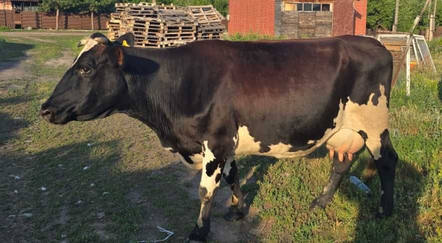 Продам молочную корову