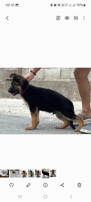 Вязка кобеля немецкой овчарки, шоу класс