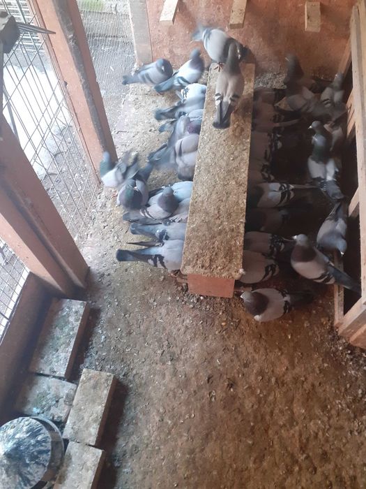 Porumbei tipleri englezi albastri