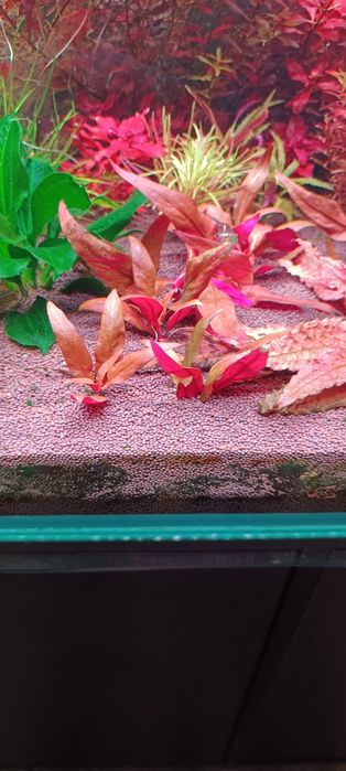 Продам аквариумные ростения