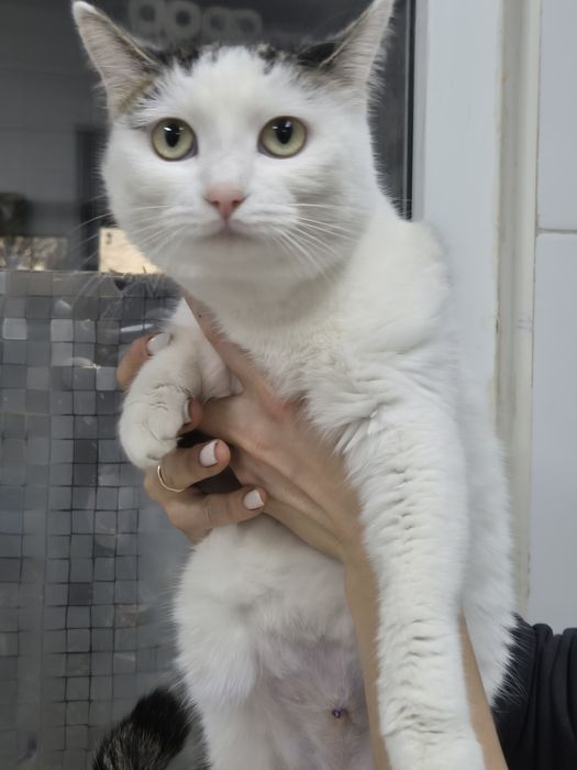 Кошечка срочно ищет дом!